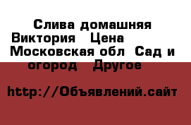 Слива домашняя Виктория › Цена ­ 1 200 - Московская обл. Сад и огород » Другое   